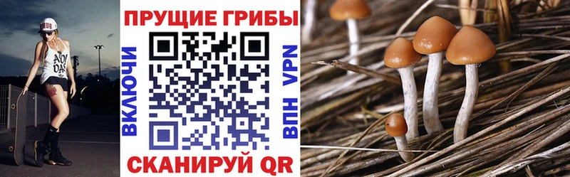 Купить закладки  Суджа  Псилоцибиновые грибы ЛСД 